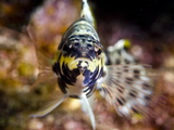 Harlequin Bass (Serranus Tigrinus)  St Lucia  West Indies  Caribbean  Central America
