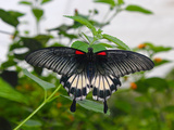 Great Mormon (Papilio Memnon)  Butterfly Belonging to Swallowtail Family  Found in Southern Asia