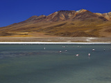 Flamingos on Laguna Canapa  South Lipez  Southwest Highlands  Bolivia  South America