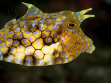 Longhorn Cowfish (Lactoria Conuta)  Sulawesi  Indonesia  Southeast Asia  Asia