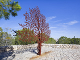Yad Vashem Holocaust Memorial  Partisans Panorama Memorial Tree  Mount Herzl  Jerusalem  Israel