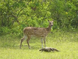Ceylon Spotted Deer Hind and Land Monitor Lizard  Yala National Park  Sri Lanka  Asia