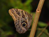 Butterflies in Genus Caligo  Commonly Called Owl Butterflies  with Huge Eyespots Resemble Owls Eyes