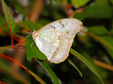 White Morpho (Morpho Polyphemus) of Mexico and Central America