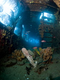 Coral Growth Inside Wreck of Lesleen M Freighter  Sunk in 1985 in Anse Cochon Bay  St Lucia