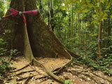 Rainforest  Tiger Cave Temple (Wat Tham Suea)  Krabi Province  Thailand  Southeast Asia  Asia