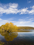 Golden Autumn Tree Reflection in Water  Lake Alexandrina  Southern Lakes  Otago Region  New Zealand