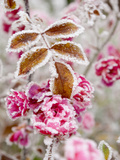 Frost-Covered Flowers and Leaves  Town of Cakovice  Prague  Czech Republic  Europe