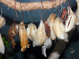 Butterflies Wrapped into Cocoons  Which Is also known as a Chrysalises