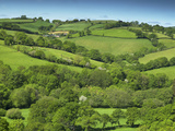 Fields Near Cadleigh  Mid Devon  Devon  England  United Kingdom  Europe