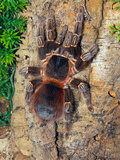 Brazilian Fire Red  One of the Biggest Tarantula Giants  Brazil  South America
