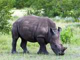 White Rhinoceros (Ceratotherium Simum)  Namibia  Africa
