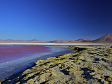 Laguna Colorada (Red Lagoon)  Eduardo Avaroa Andean Fauna Nat'l Reserve  Bolivia