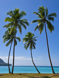 Palm Trees  Port Orly  Island of Espiritu Santo  Vanuatu  South Pacific  Pacific