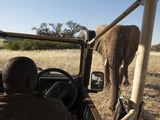 Desert Elephant (Loxodonta Africana)  Huab River Valley  Torra Conservancy  Damaraland  Namibia
