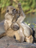 Chacma Baboons (Papio Cynocephalus Ursinus)  Grooming  Kruger National Park  South Africa  Africa