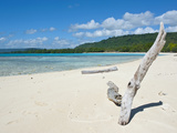 Driftwood on the White Sand Beach of Port Orly  Island of Espiritu Santo  Vanuatu  South Pacific