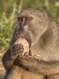 Chacma Baboon (Papio Cynocephalus Ursinus) and Sausage Tree (Kigelia Africana)  Kruger Nat'l Park