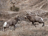 Two Bighorn Sheep (Ovis Canadensis) Rams Butting Heads  Clear Creek County  Colorado  USA