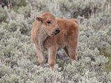 Bison (Bison Bison) Calf  Yellowstone National Park  Wyoming  USA  North America