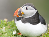 Atlantic Puffin (Fratercula Arctica)  Lunga  Inner Hebrides  Scotland  United Kingdom  Europe