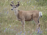 Mule Deer (Odocoileus Hemionus) Buck in the Summer  Waterton Lakes National Park  Alberta  Canada