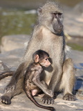 Chacma Baboon (Papio Cynocephalus Ursinus)  with Baby  Kruger National Park  South Africa  Africa