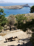 Two Donkeys in the St Paul Bay  Lindos  Rhodes  Dodecanese  Greek Islands  Greece  Europe