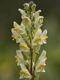 Butter-And-Eggs (Common or Yellow Toadflax) (Linaria Vulgaris)  San Juan Nat'l Forest  Colorado USA