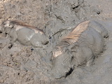 Warthog (Phacochoerus Aethiopicus) Wallowing  Mkhuze Game Reserve  South Africa  Africa