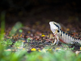 Australian Eastern Water Dragon (Physignathus Lesueurii)  Brisbane Botanical Gardens  Australia