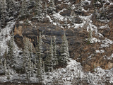 Evergreens on Cliff with Fresh Snow  Jasper Nat'l Park  UNESCO World Heritage Site  Alberta  Canada