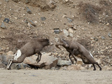 Two Bighorn Sheep (Ovis Canadensis) Rams Butting Heads  Clear Creek County  Colorado  USA