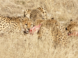 Cheetah (Acynonix Jubatus)  Kalahari Plains  Namibia  Africa