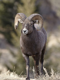 Bighorn Sheep (Ovis Canadensis) Ram Durng the Rut  Clear Creek County  Colorado  USA  North America
