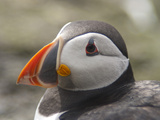 Atlantic Puffin (Fratercula Arctica)  Lunga  Inner Hebrides  Scotland  United Kingdom  Europe