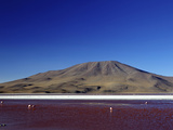 Flamingos on Laguna Colorada (Red Lagoon)  Eduardo Avaroa Andean Fauna Nat'l Reserve  Bolivia