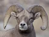 Bighorn Sheep (Ovis Canadensis) Ram Durng the Rut  Clear Creek County  Colorado  USA  North America