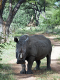 White Rhinoceros (Ceratotherium Simum)  Namibia  Africa