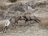 Two Bighorn Sheep (Ovis Canadensis) Rams Butting Heads  Clear Creek County  Colorado  USA