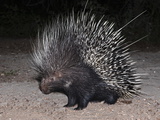 Porcupine (Hystrix Africaeaustralis)  Limpopo  South Africa  Africa