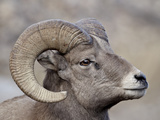 Bighorn Sheep (Ovis Canadensis) Ram Durng the Rut  Clear Creek County  Colorado  USA  North America
