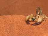 Opistophthalmus Wahlbergii Scorpion  Tswalu Kalahari Game Reserve  Northern Cape  South Africa