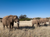 Desert Elephants (Loxodonta Africana)  Huab River Valley  Torra Conservancy  Damaraland  Namibia