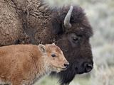 Bison (Bison Bison) Calf in Front of its Mother  Yellowstone National Park  Wyoming  USA