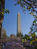 The Washington Monument Framed by Japanese Cherry Trees in Bloom  Washington DC  USA