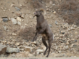 Bighorn Sheep (Ovis Canadensis) Ram Head Butting During Rut  Clear Creek County  Colorado  USA