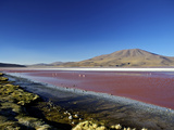 Flamingos on Laguna Colorada (Red Lagoon)  Eduardo Avaroa Andean Fauna Nat'l Reserve  Bolivia