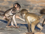 Baby Chacma Baboons (Papio Cynocephalus Ursinus)  Playfighting  Kruger National Park  South Africa