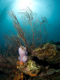 Reef Scene with Fan Coral and Vase Sponge  St Lucia  West Indies  Caribbean  Central America
